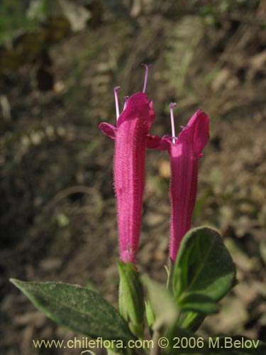 Bild von Satureja multiflora (Menta de árbol / Satureja / Poleo en flor). Klicken Sie, um den Ausschnitt zu vergrössern.